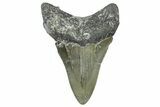 Fossil Megalodon Tooth - North Carolina #368445-1